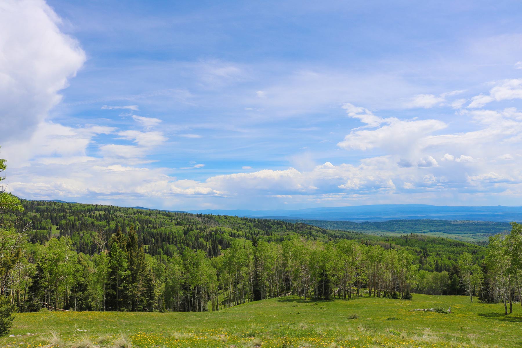 High Timber Ranch property picture 4 of 67