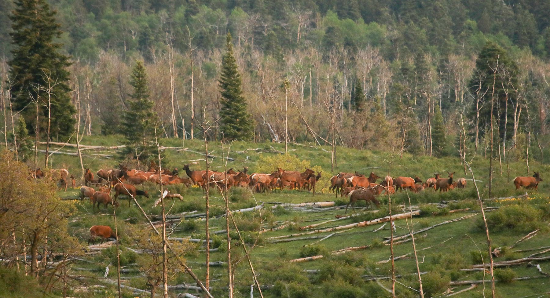 High Timber Ranch property picture 27 of 67