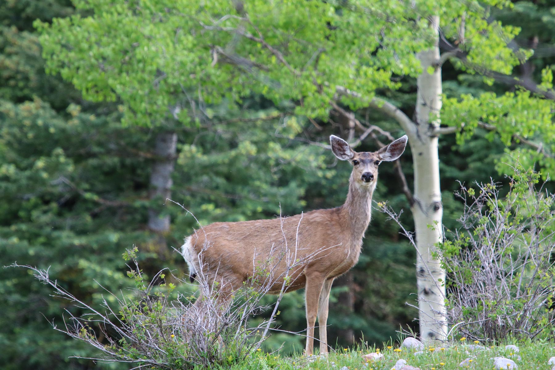 High Timber Ranch property picture 22 of 67