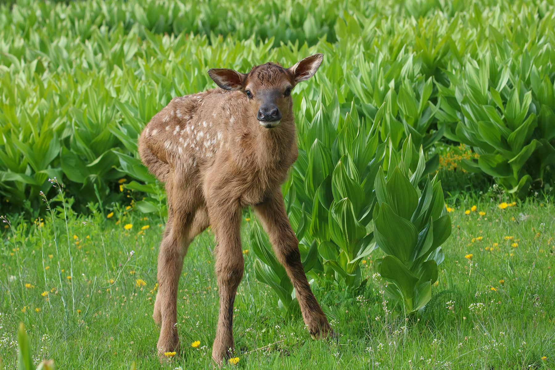 High Timber Ranch property picture 20 of 67