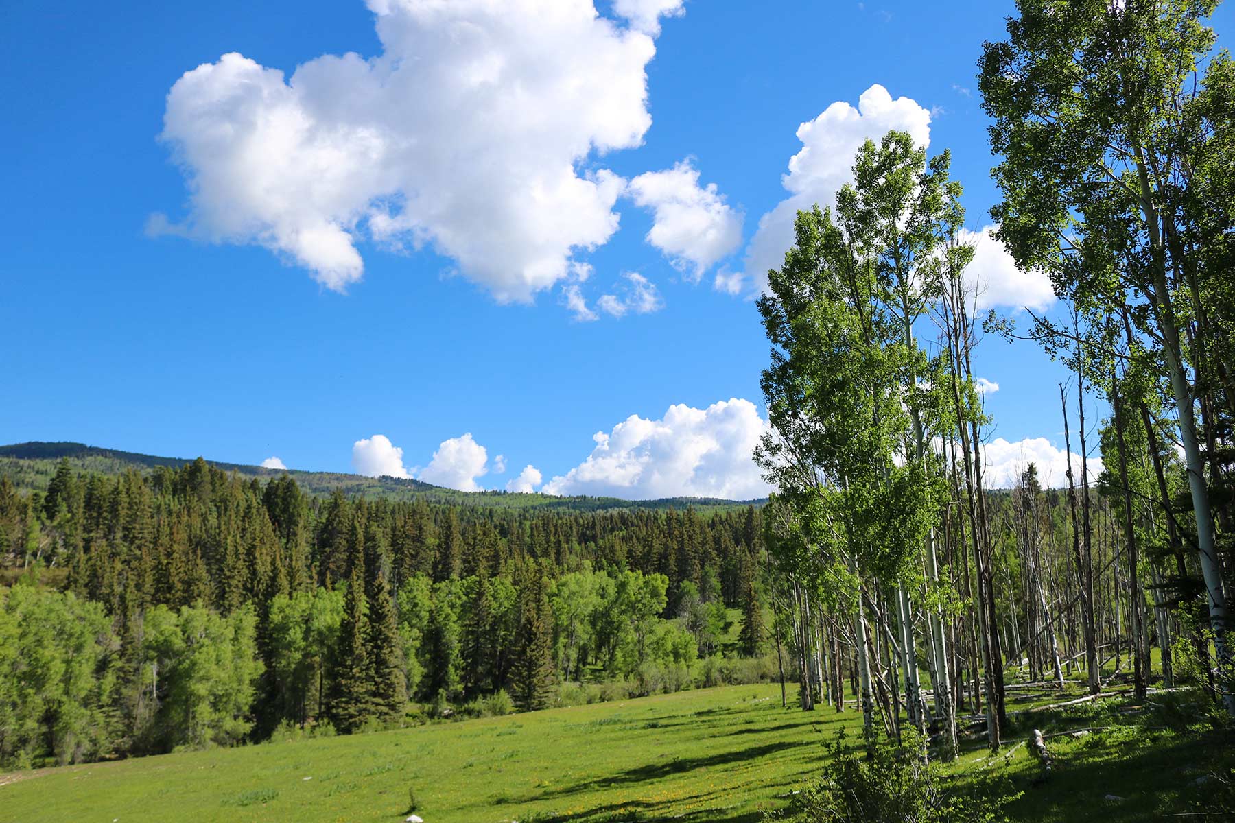 High Timber Ranch property picture 46 of 67