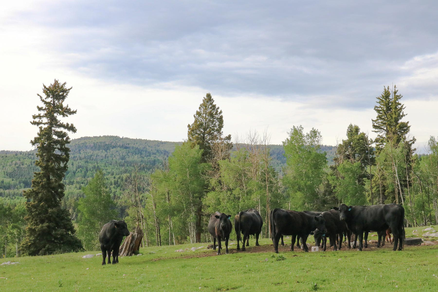 High Timber Ranch property picture 24 of 67