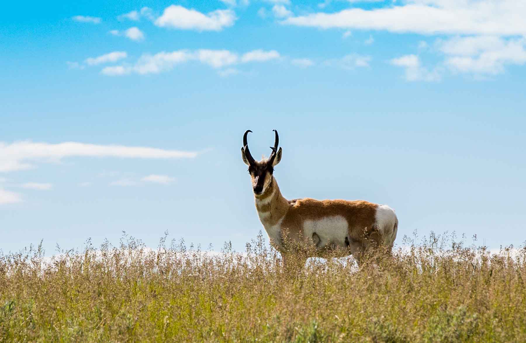 Judith Mountains Ranch property picture 36 of 52