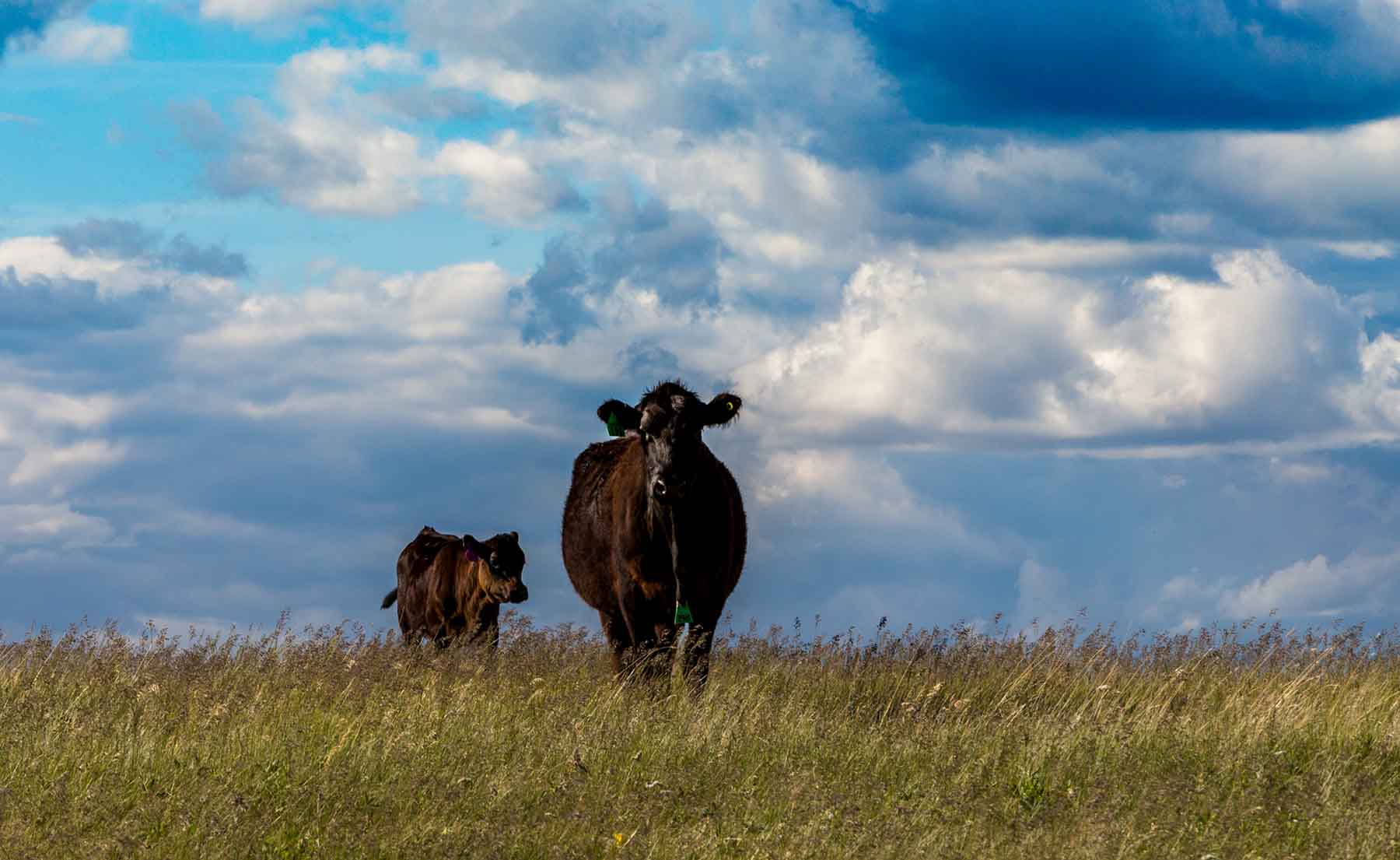 Judith Mountains Ranch property picture 24 of 52