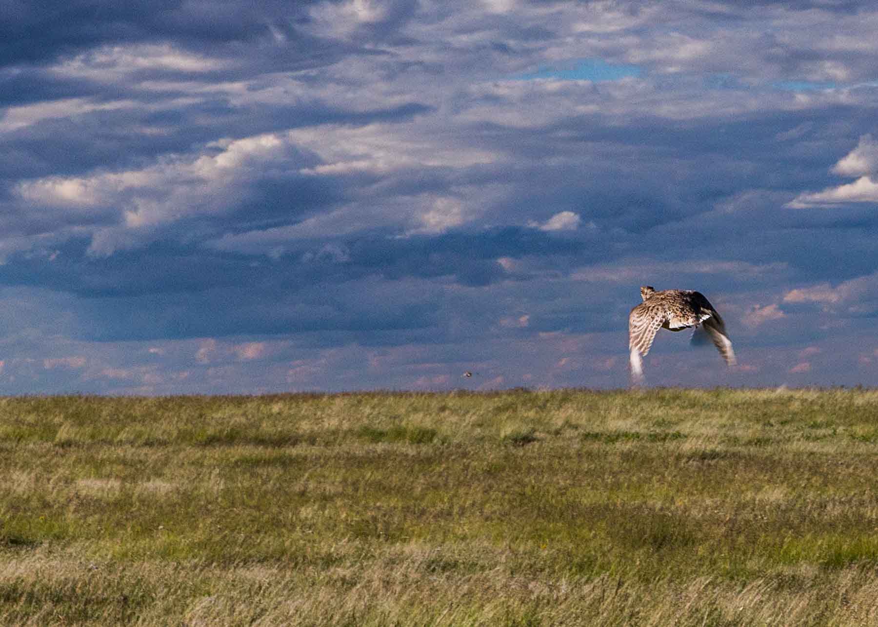 Judith Mountains Ranch property picture 39 of 52