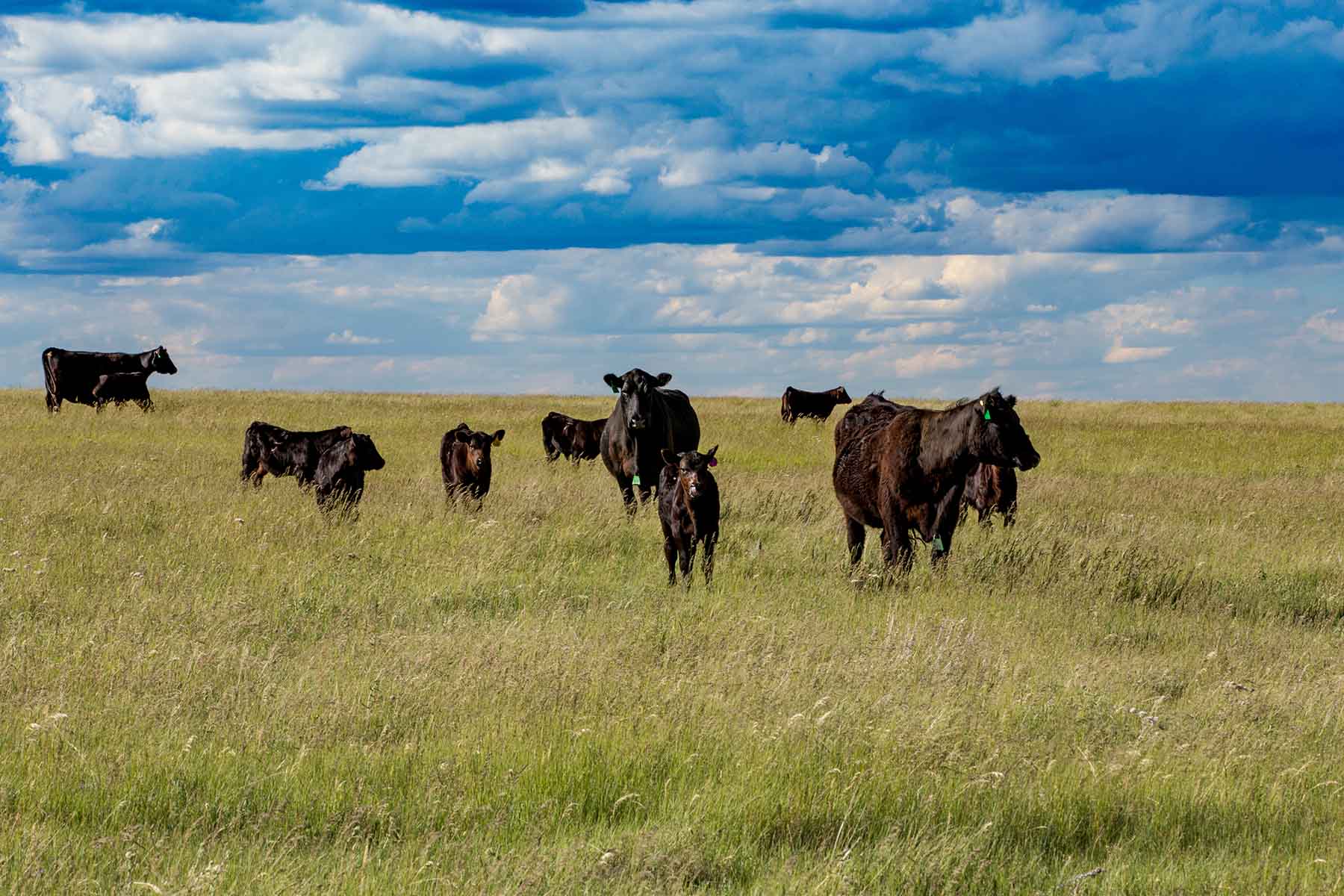 Judith Mountains Ranch property picture 5 of 52