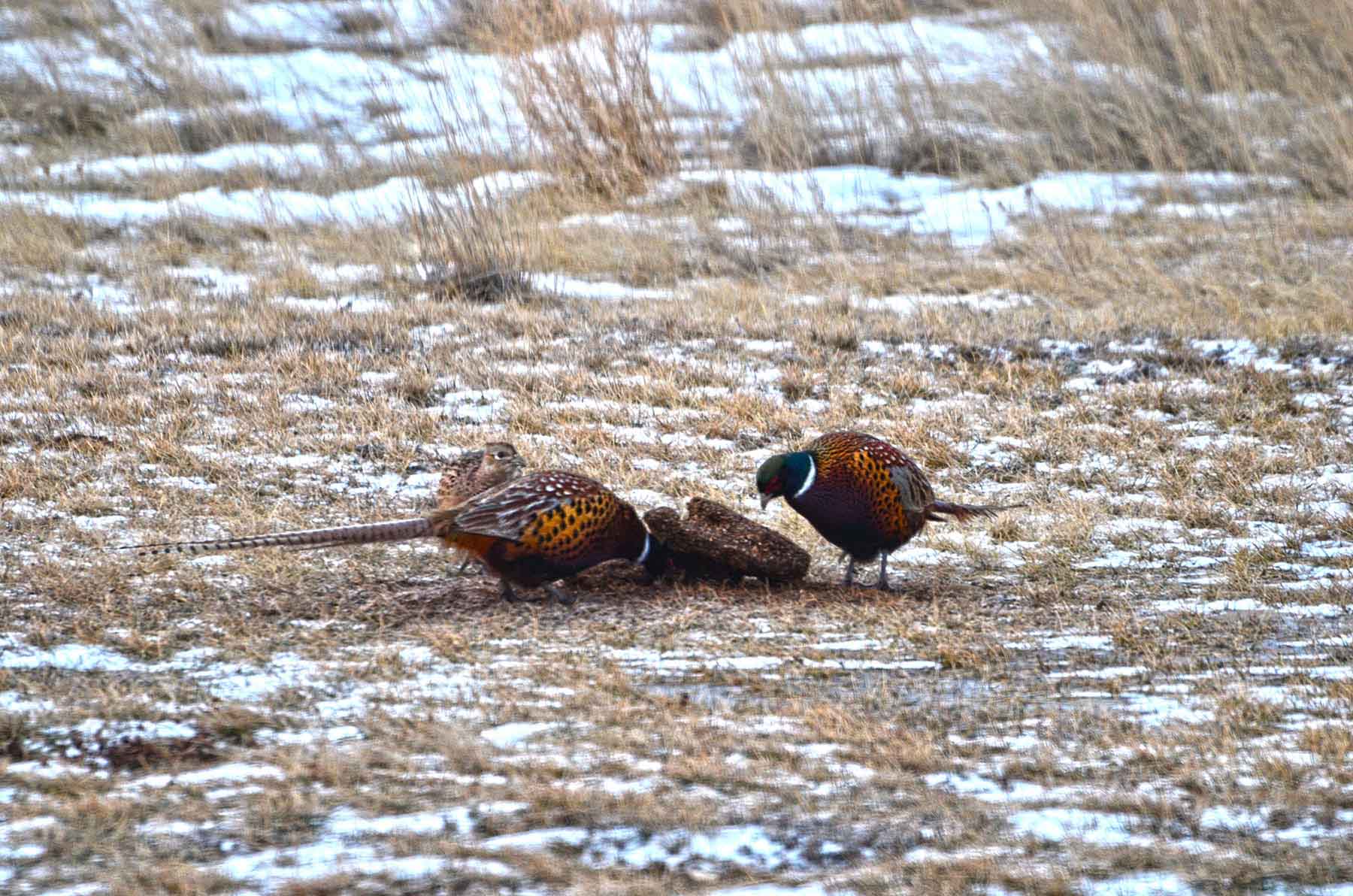 Judith Mountains Ranch property picture 22 of 52