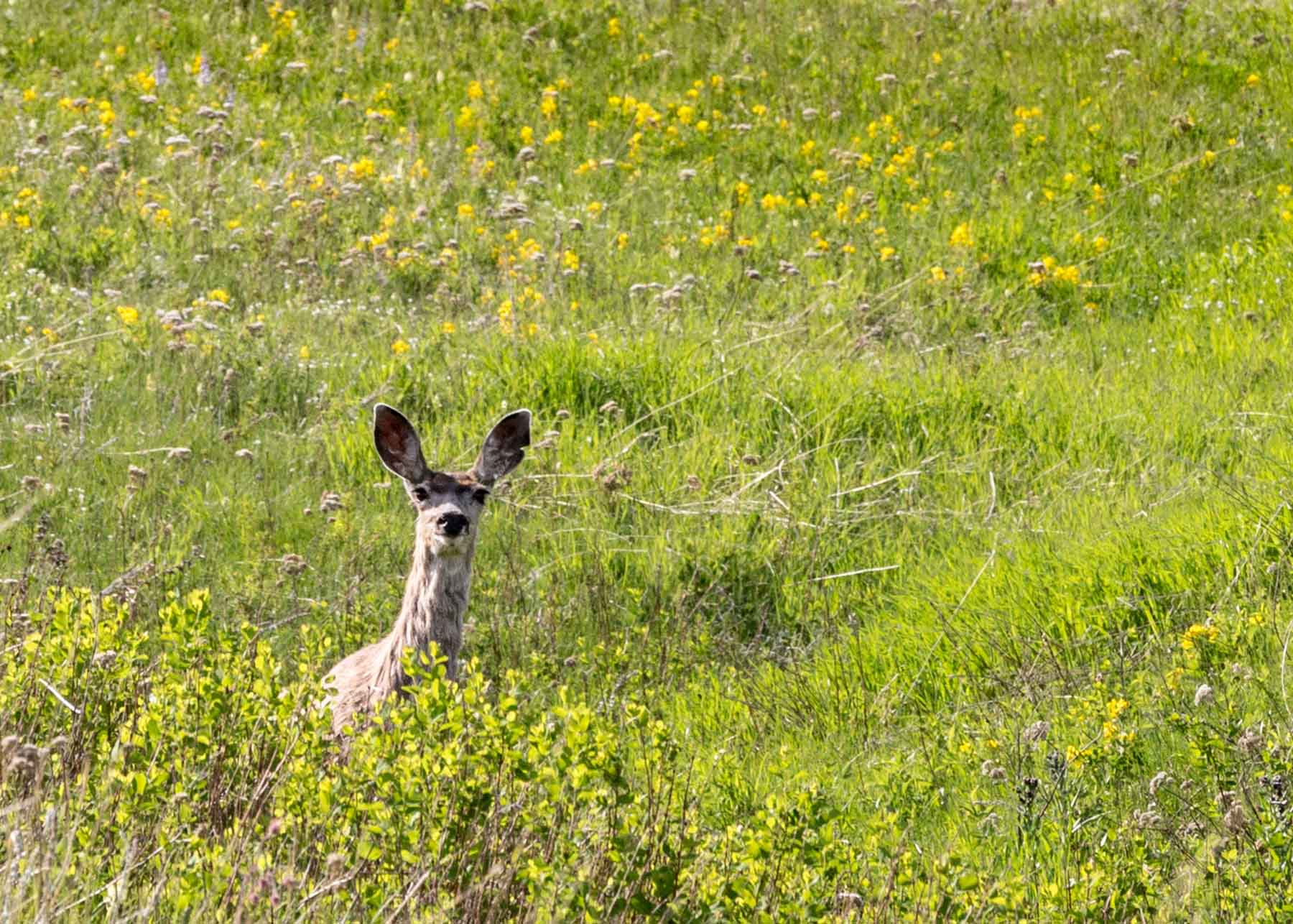 Judith Mountains Ranch property picture 33 of 52