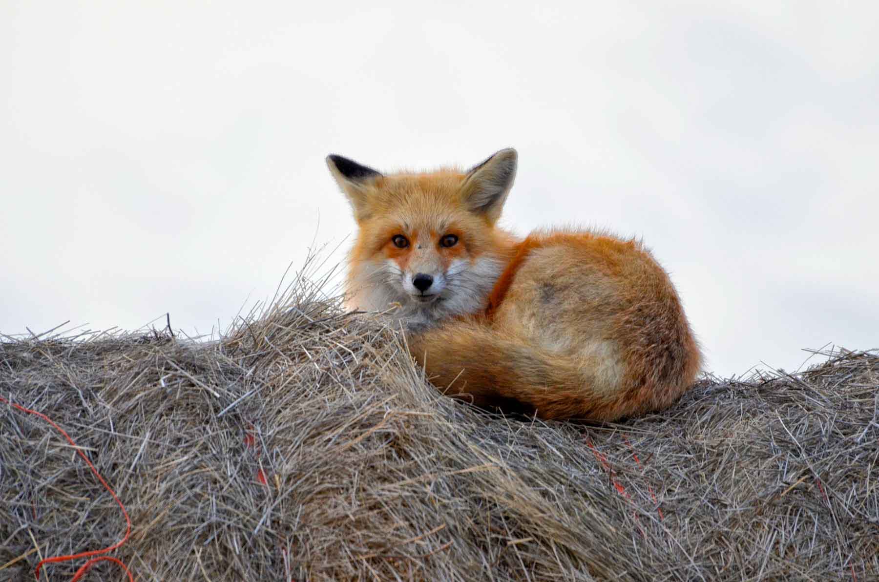 Judith Mountains Ranch property picture 21 of 52