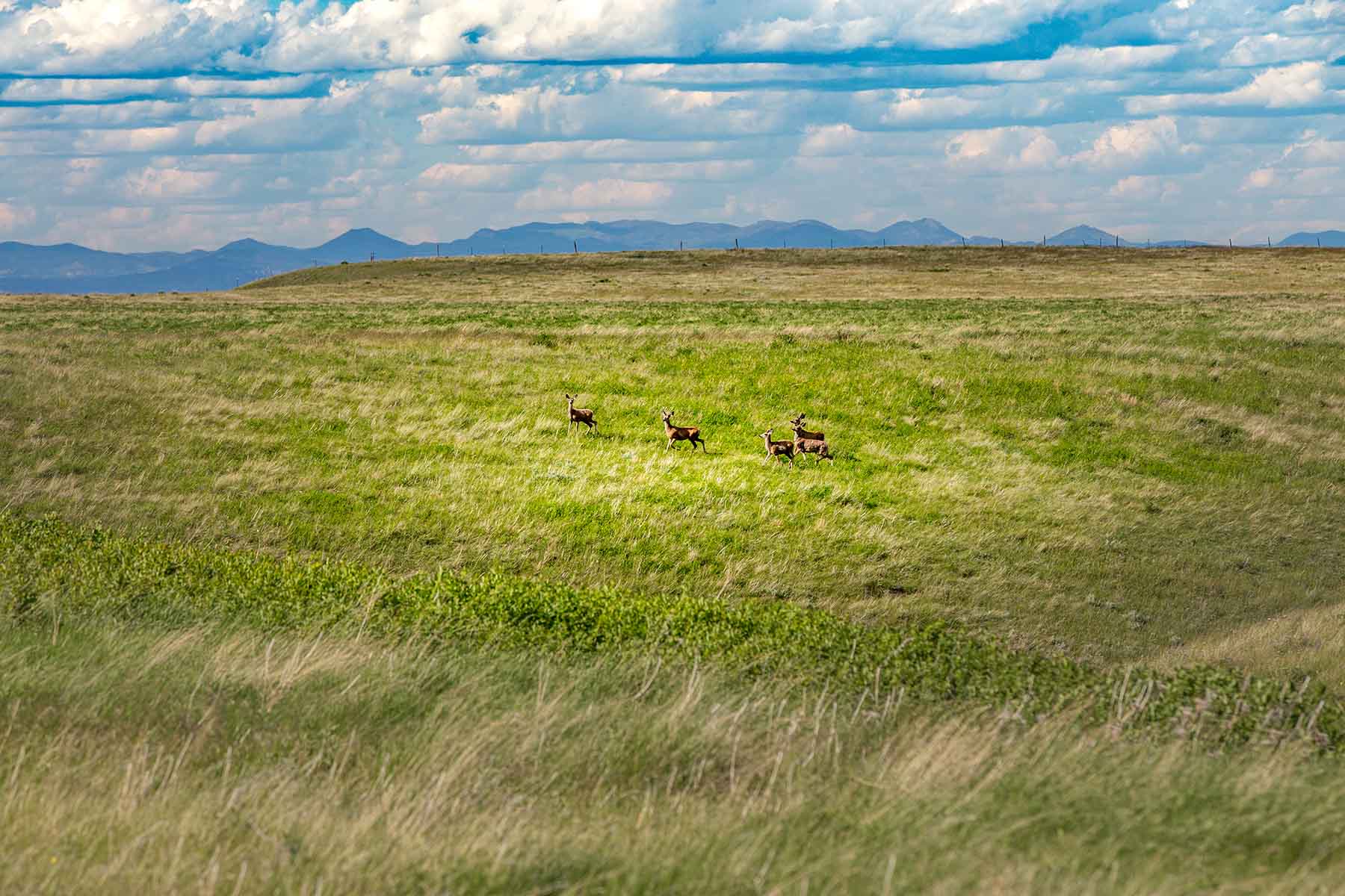 Judith Mountains Ranch property picture 34 of 52