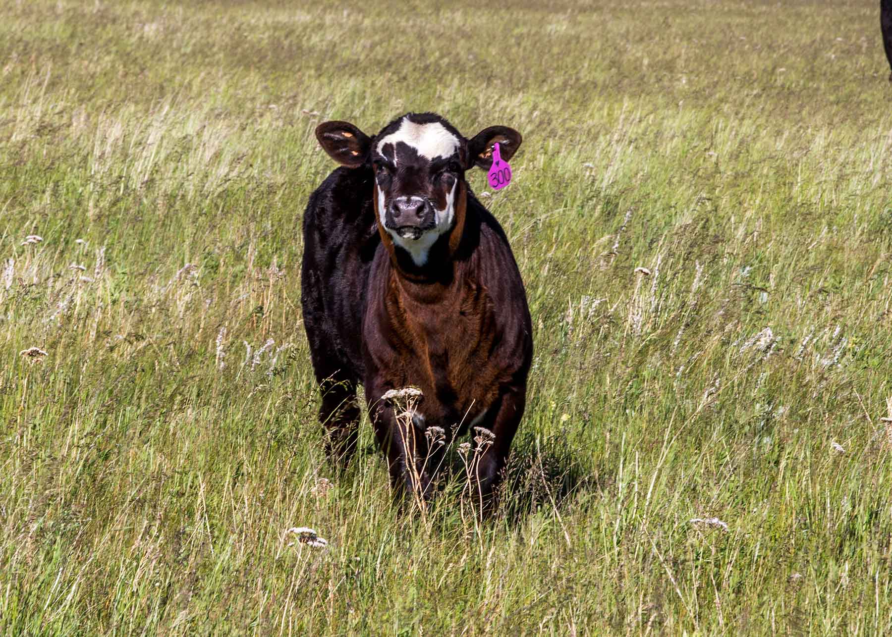 Judith Mountains Ranch property picture 35 of 52