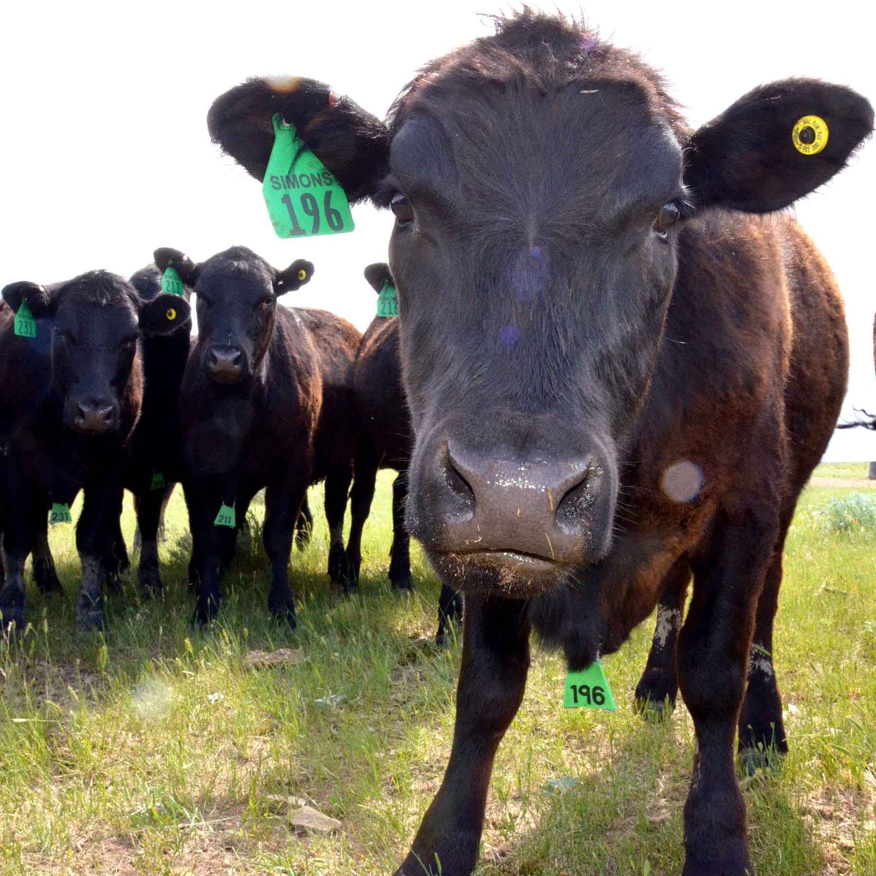 Judith Mountains Ranch property picture 25 of 52
