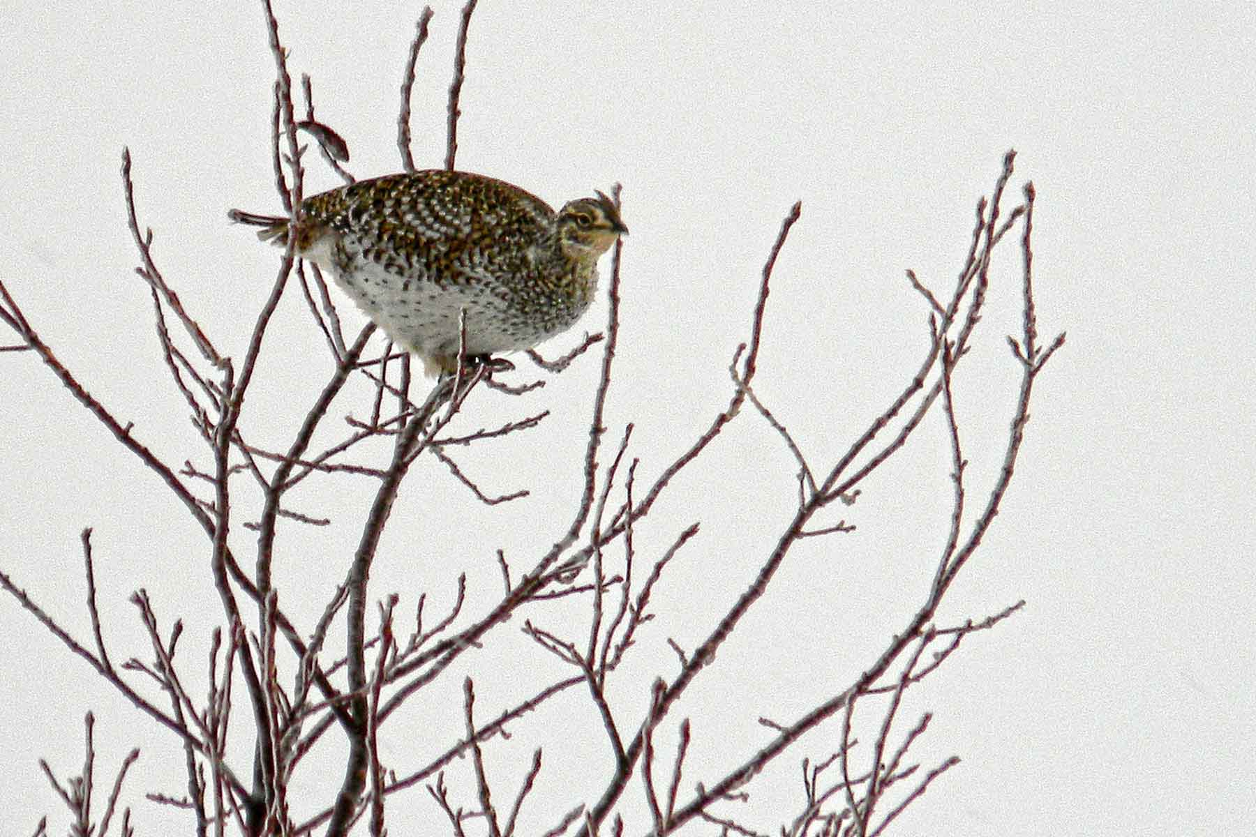 Judith Mountains Ranch property picture 47 of 52