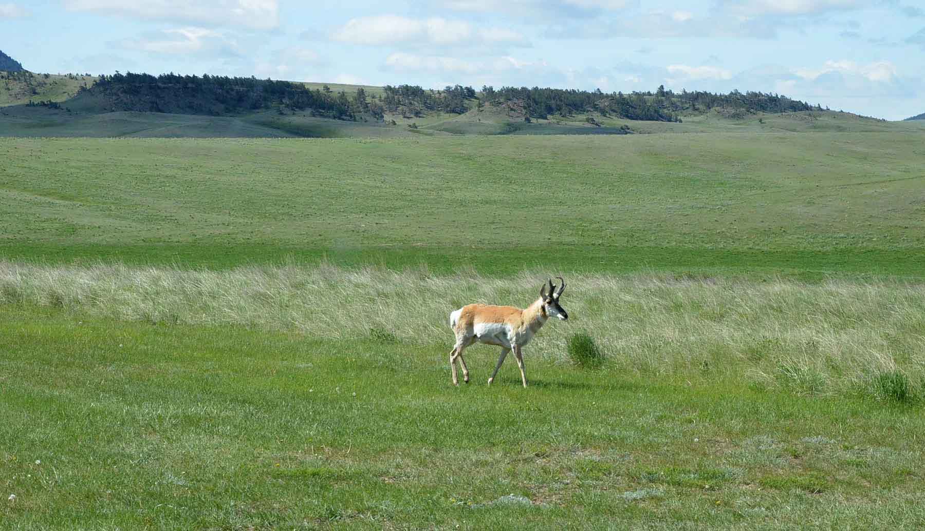 Judith Mountains Ranch property picture 51 of 52