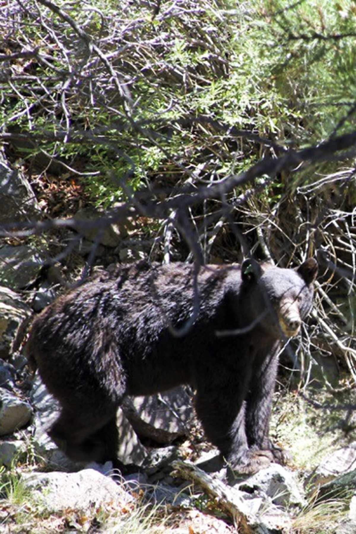Lobo Ranch property picture 60 of 74