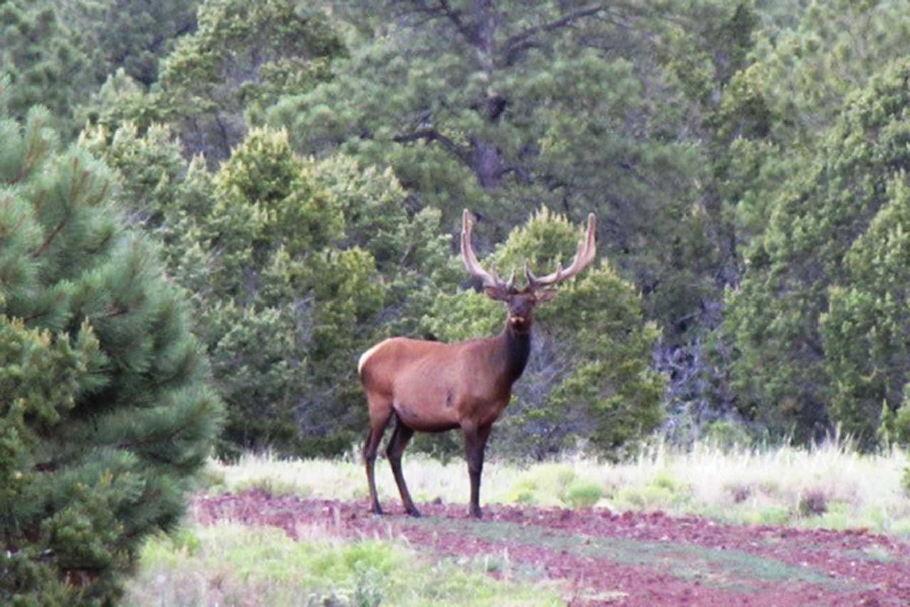 Lobo Ranch property picture 61 of 74