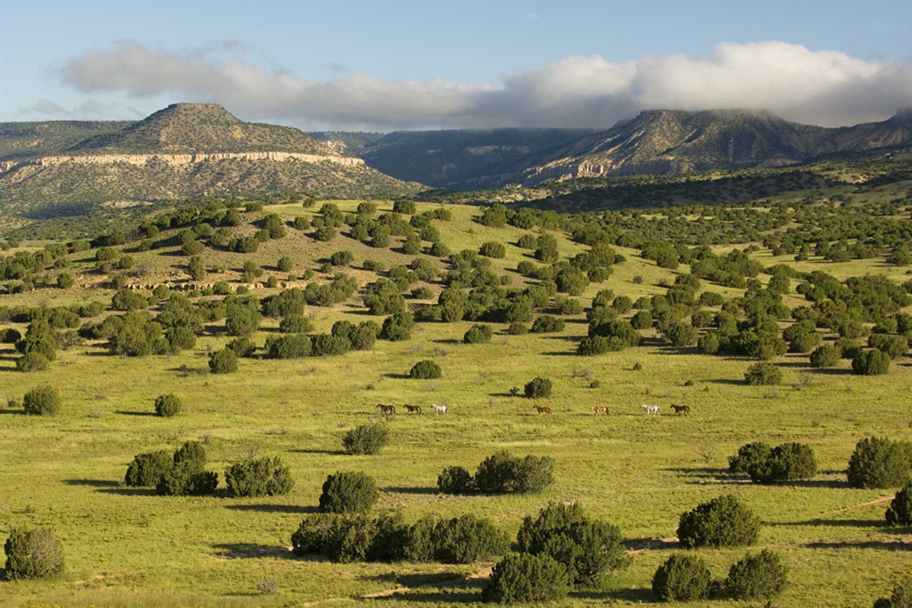 Lobo Ranch property picture 15 of 74