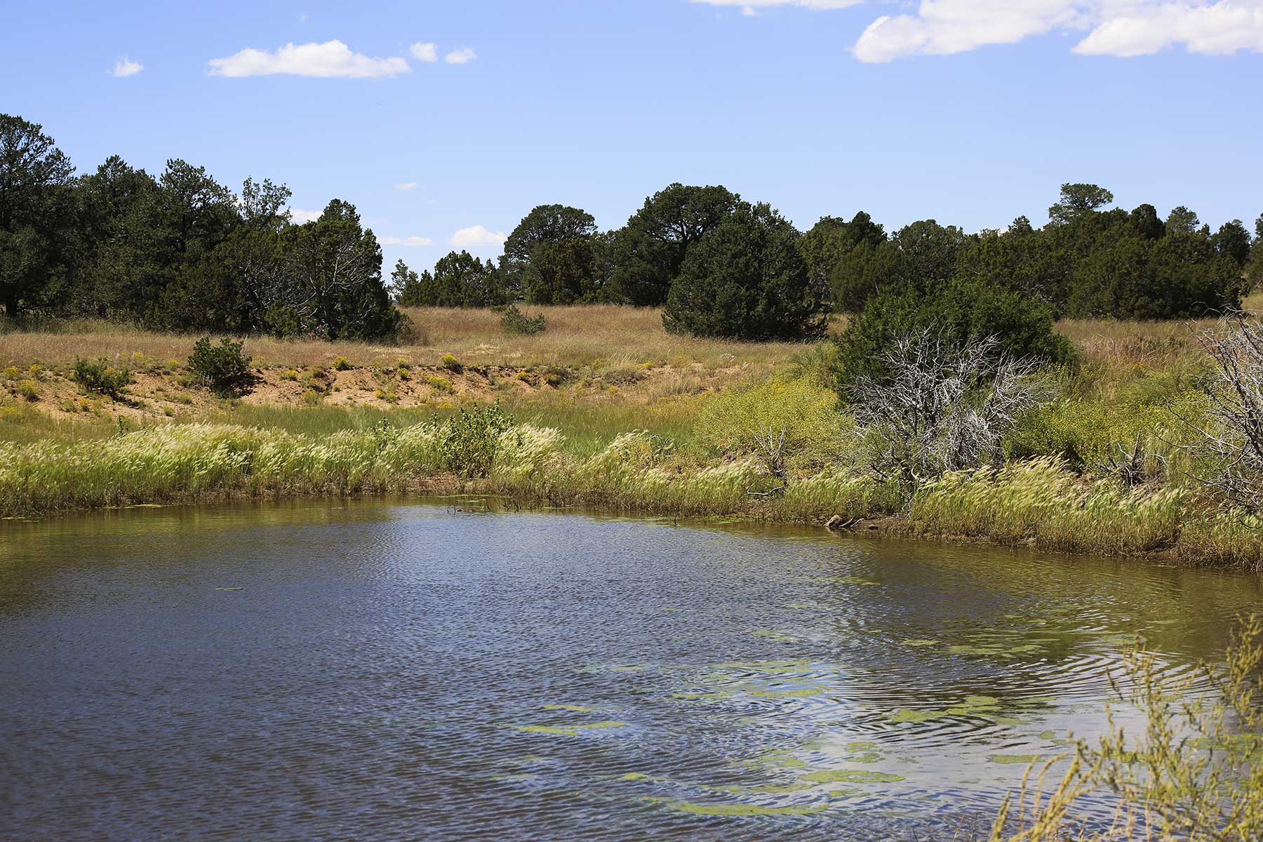 Lobo Ranch property picture 36 of 74