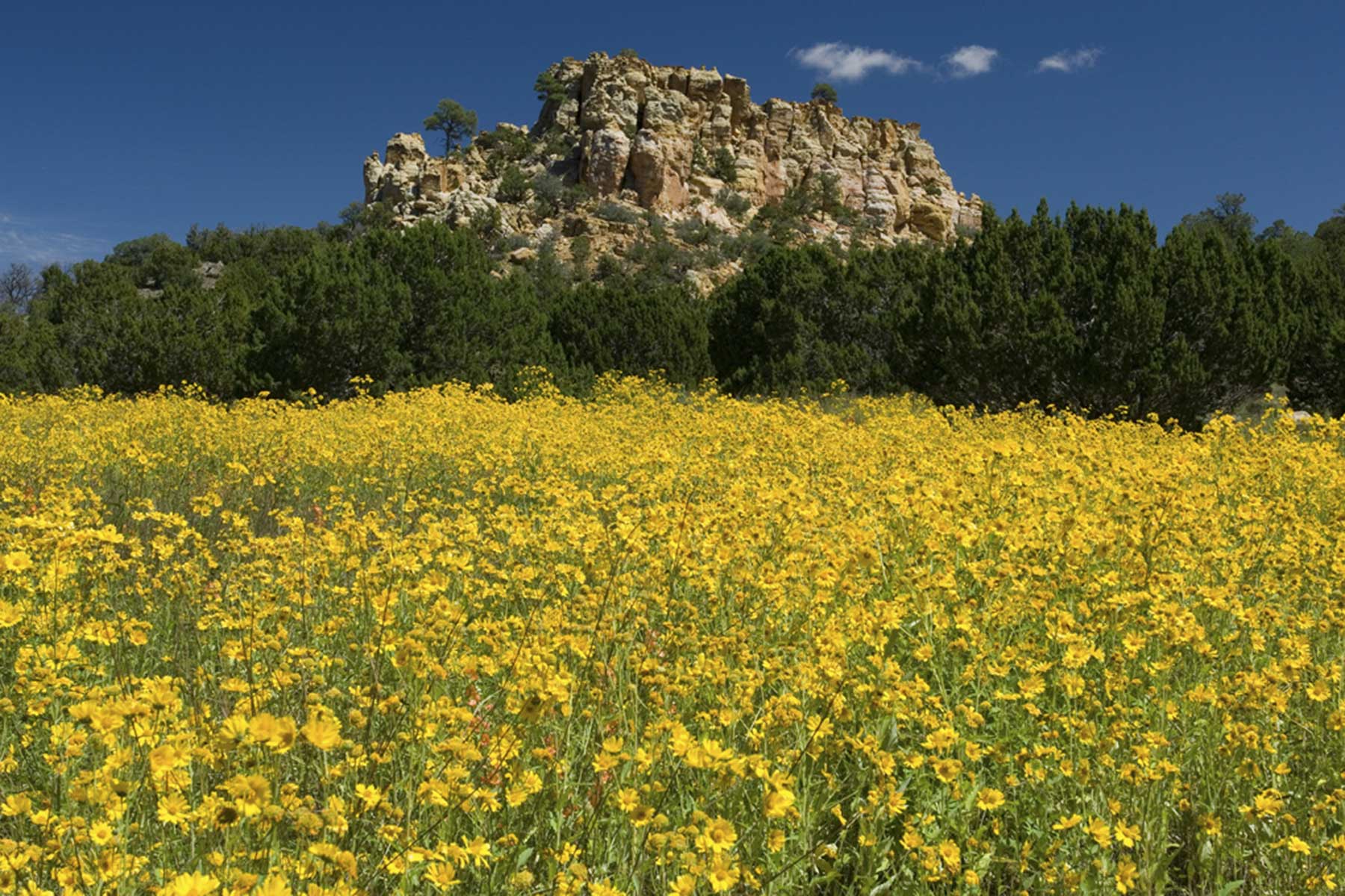 Lobo Ranch property picture 12 of 74