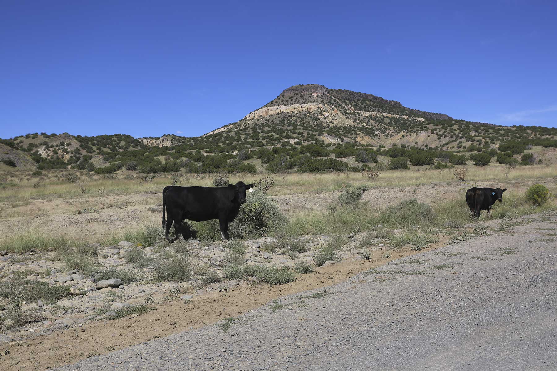 Lobo Ranch property picture 33 of 74