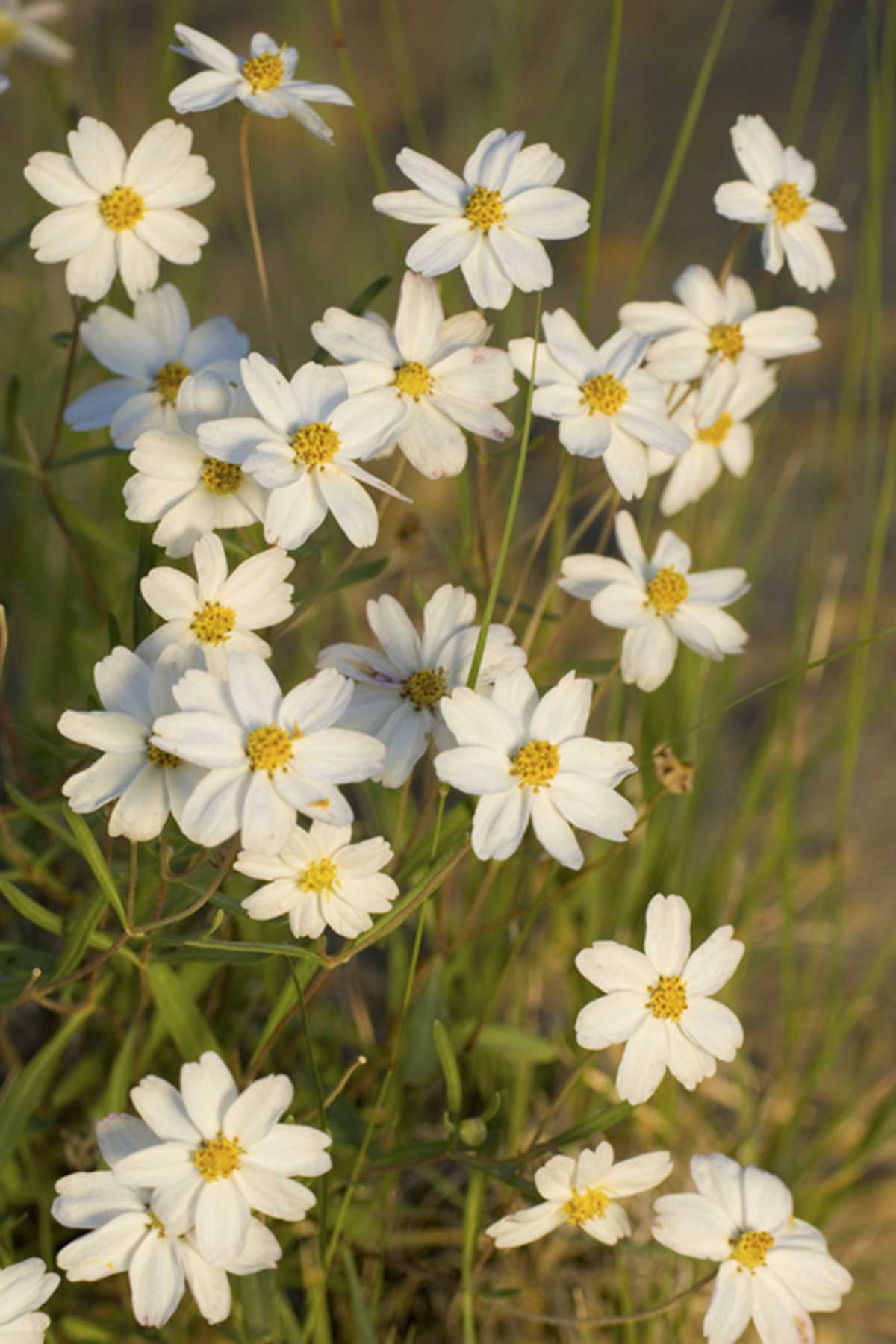Lobo Ranch property picture 13 of 74