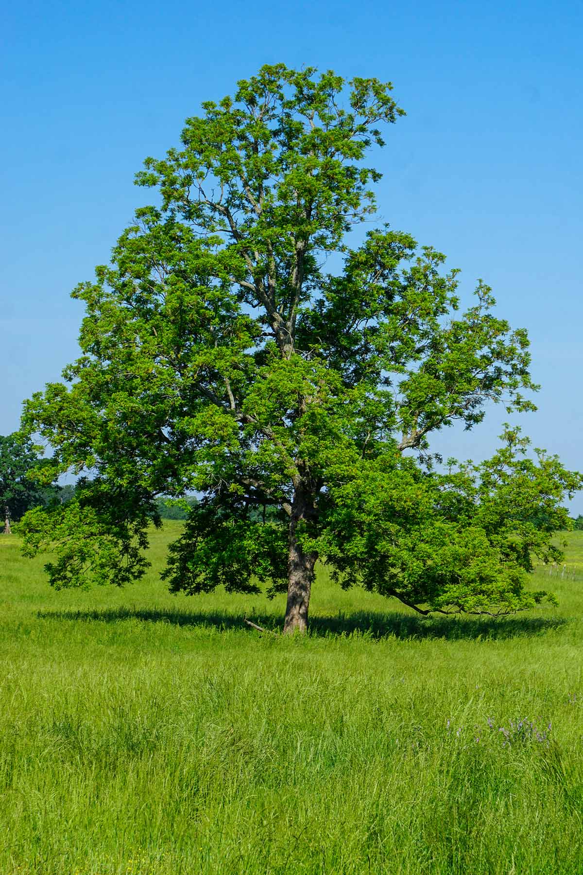 Pine Creek Ranch property picture 20 of 43