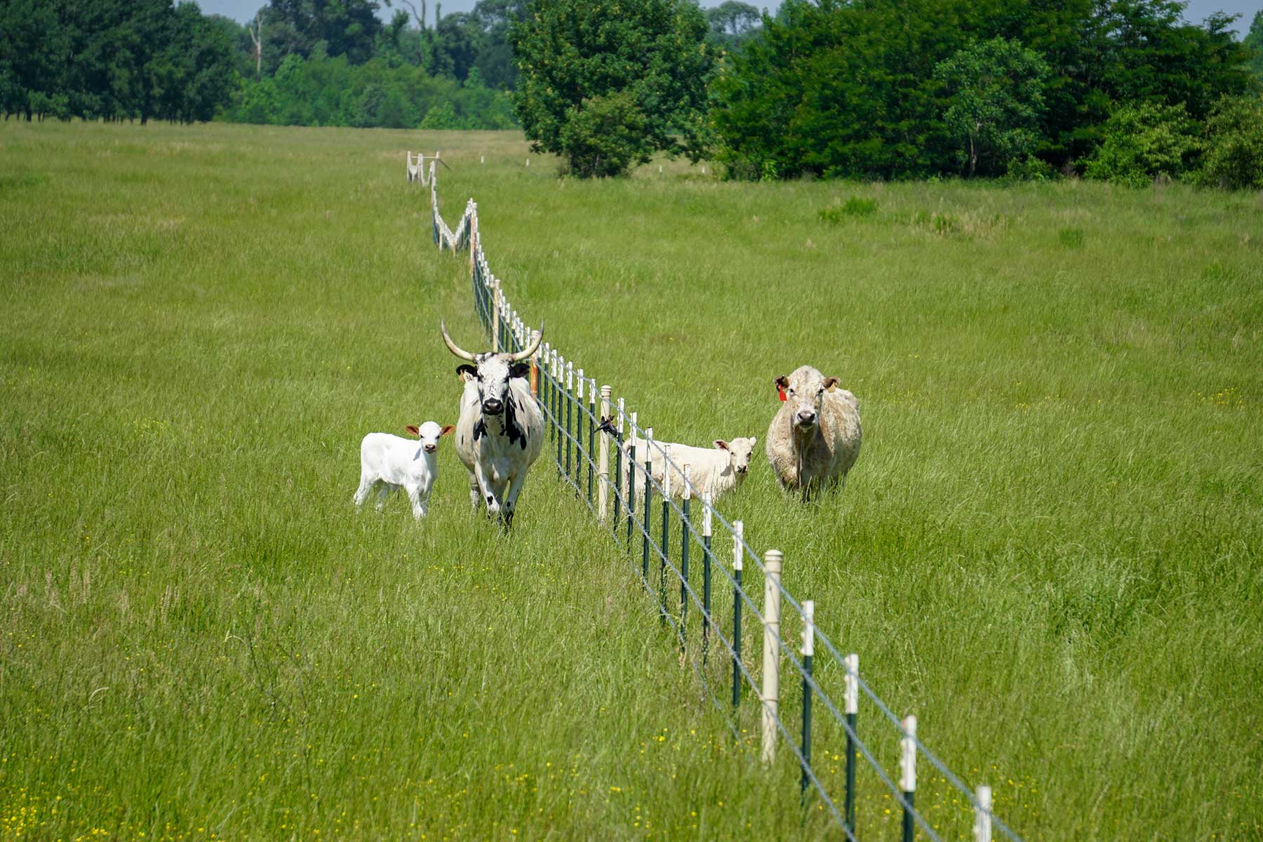 Pine Creek Ranch property picture 38 of 43