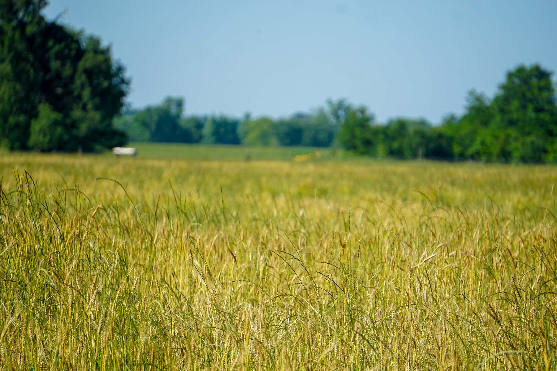 Pine Creek Ranch property picture 27 of 43