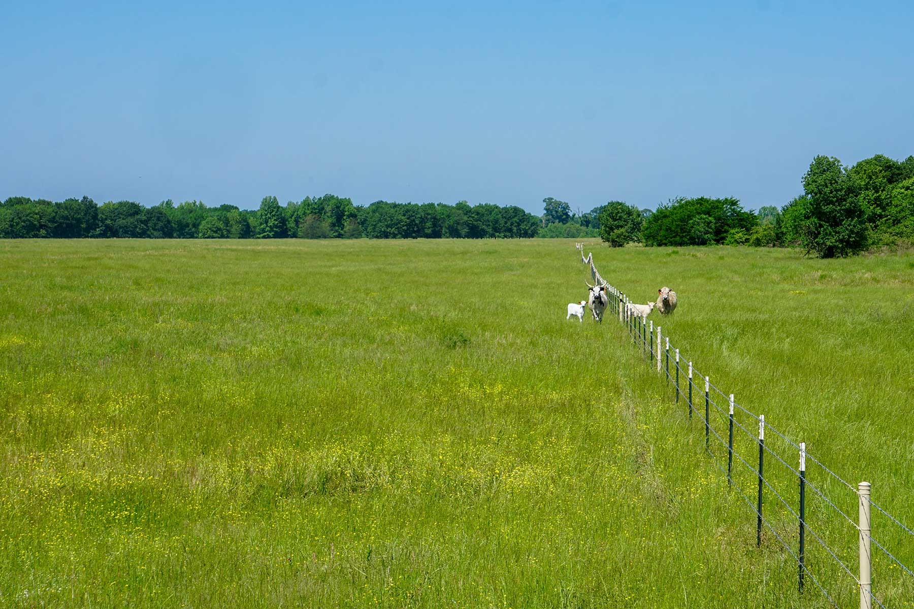 Pine Creek Ranch property picture 39 of 43