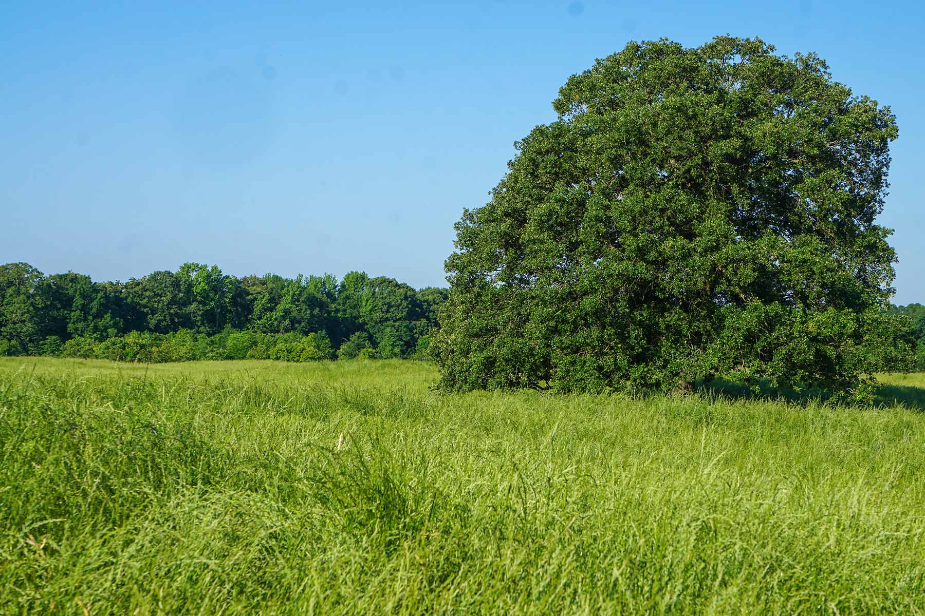 Pine Creek Ranch property picture 10 of 43