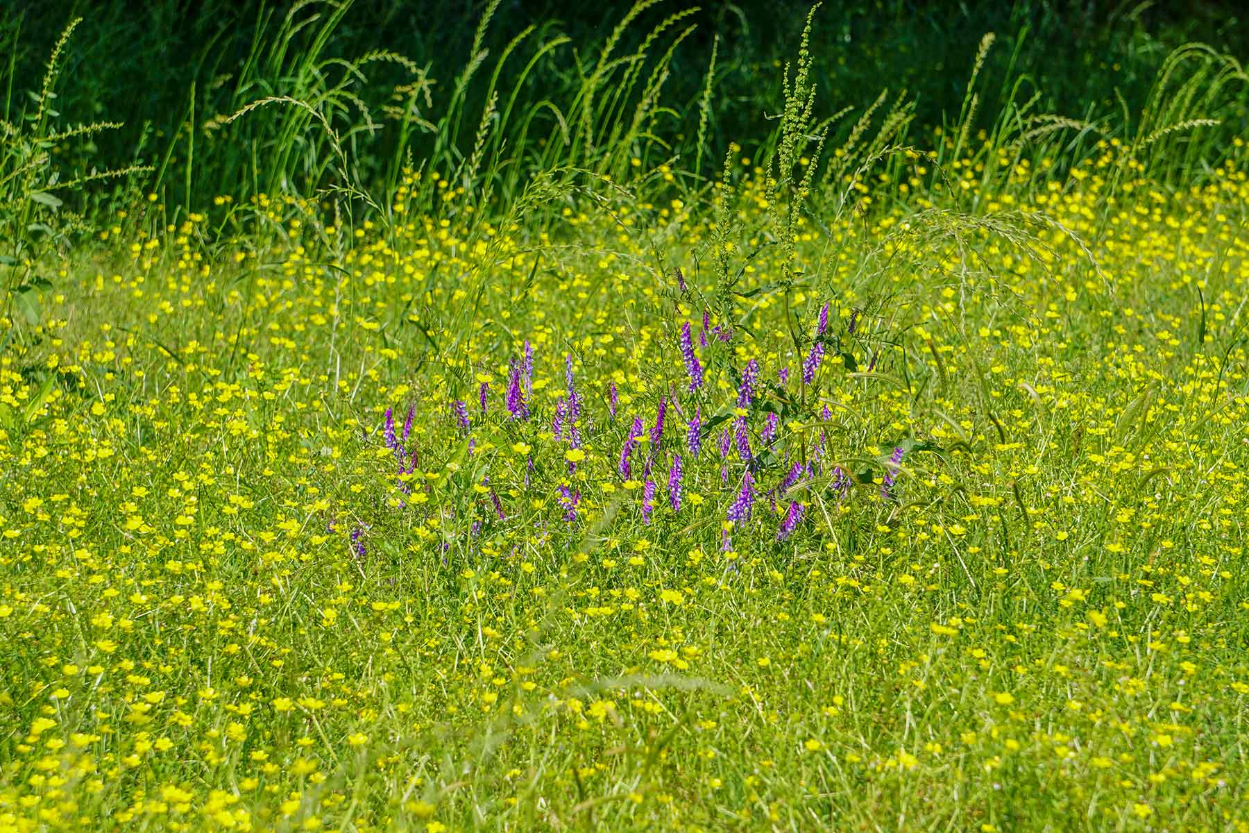 Pine Creek Ranch property picture 30 of 43