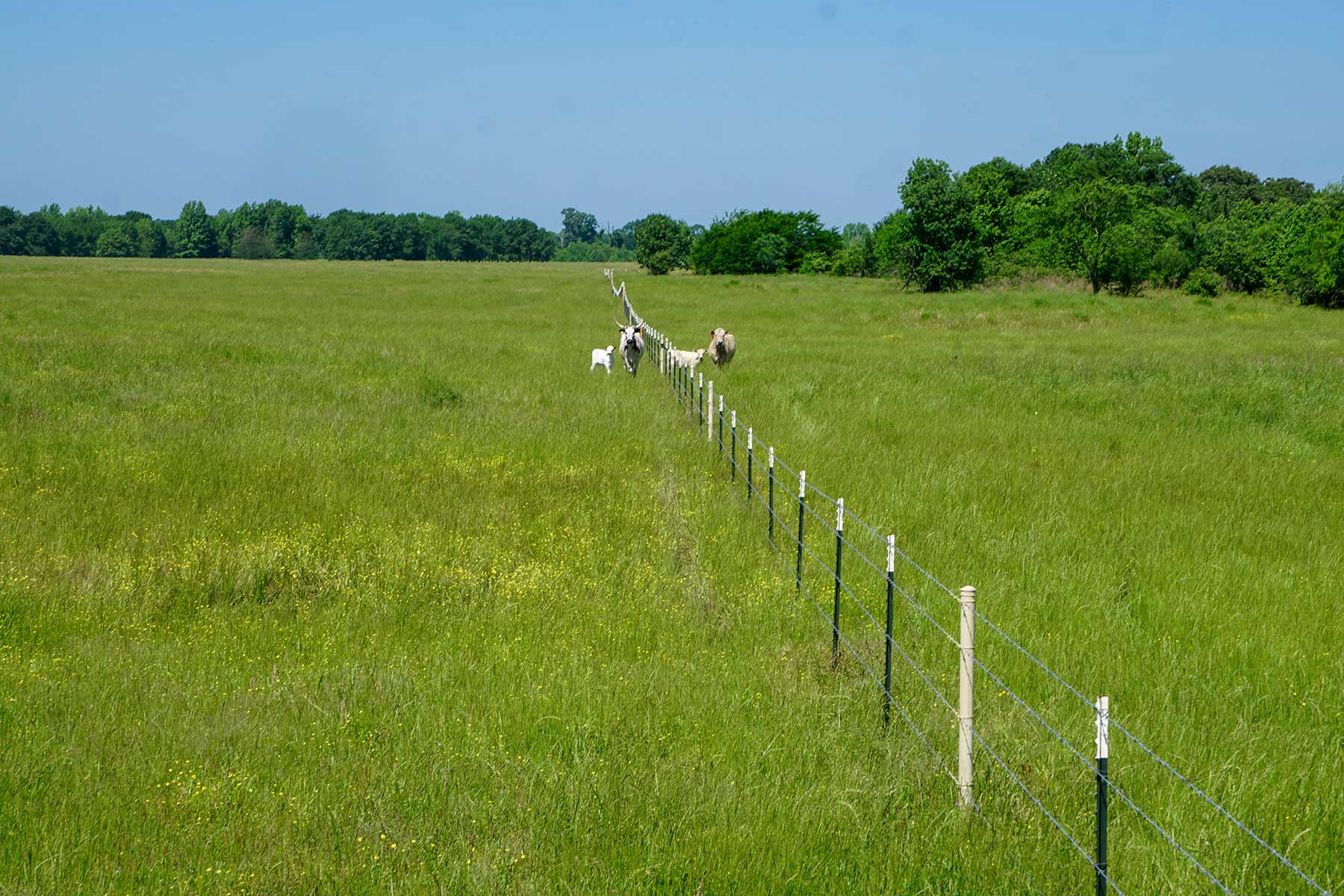 Pine Creek Ranch property picture 37 of 43