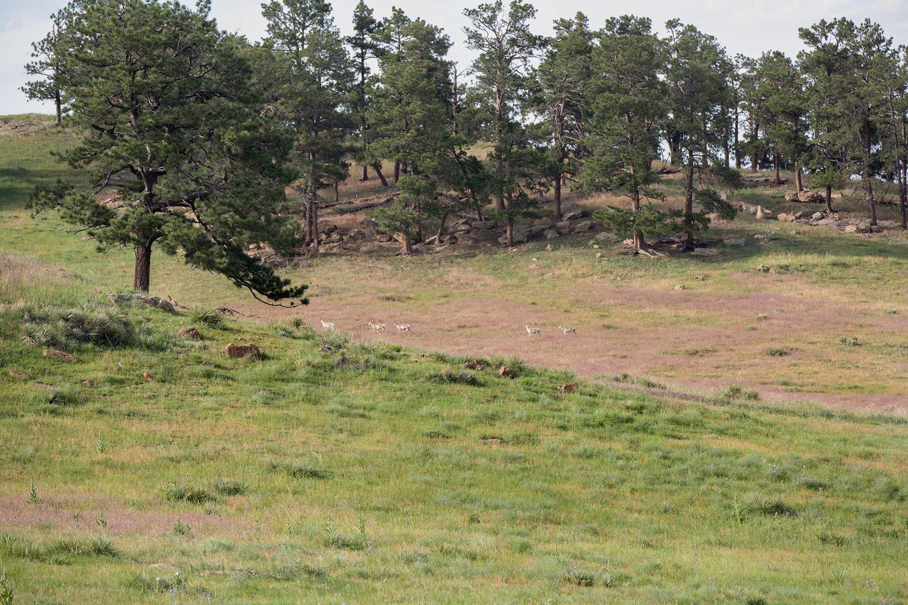 South Comanche Ranch property picture 17 of 220