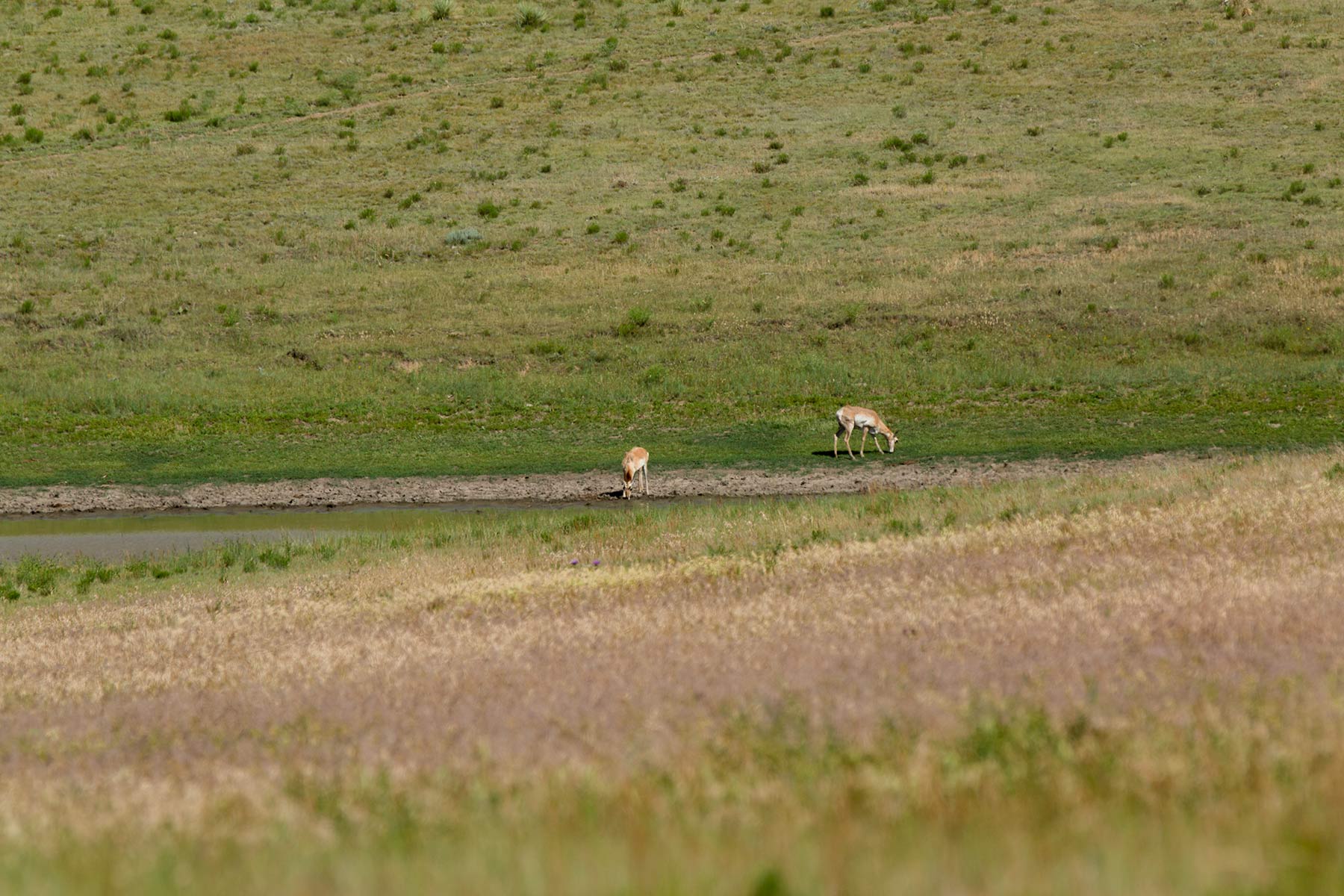 South Comanche Ranch property picture 22 of 220