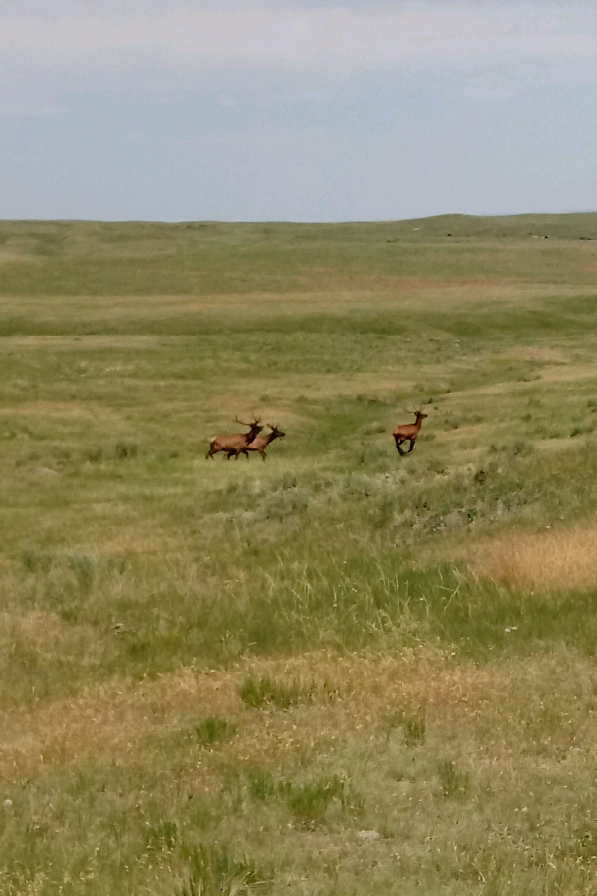 South Comanche Ranch property picture 130 of 220