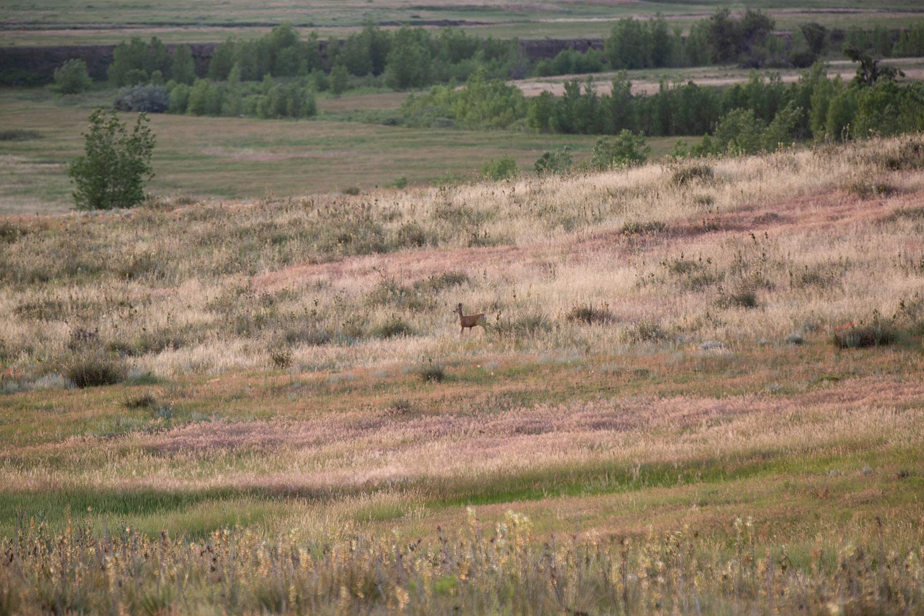 South Comanche Ranch property picture 101 of 220