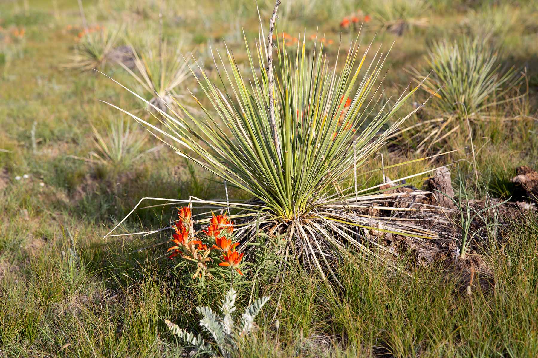 South Comanche Ranch property picture 57 of 220