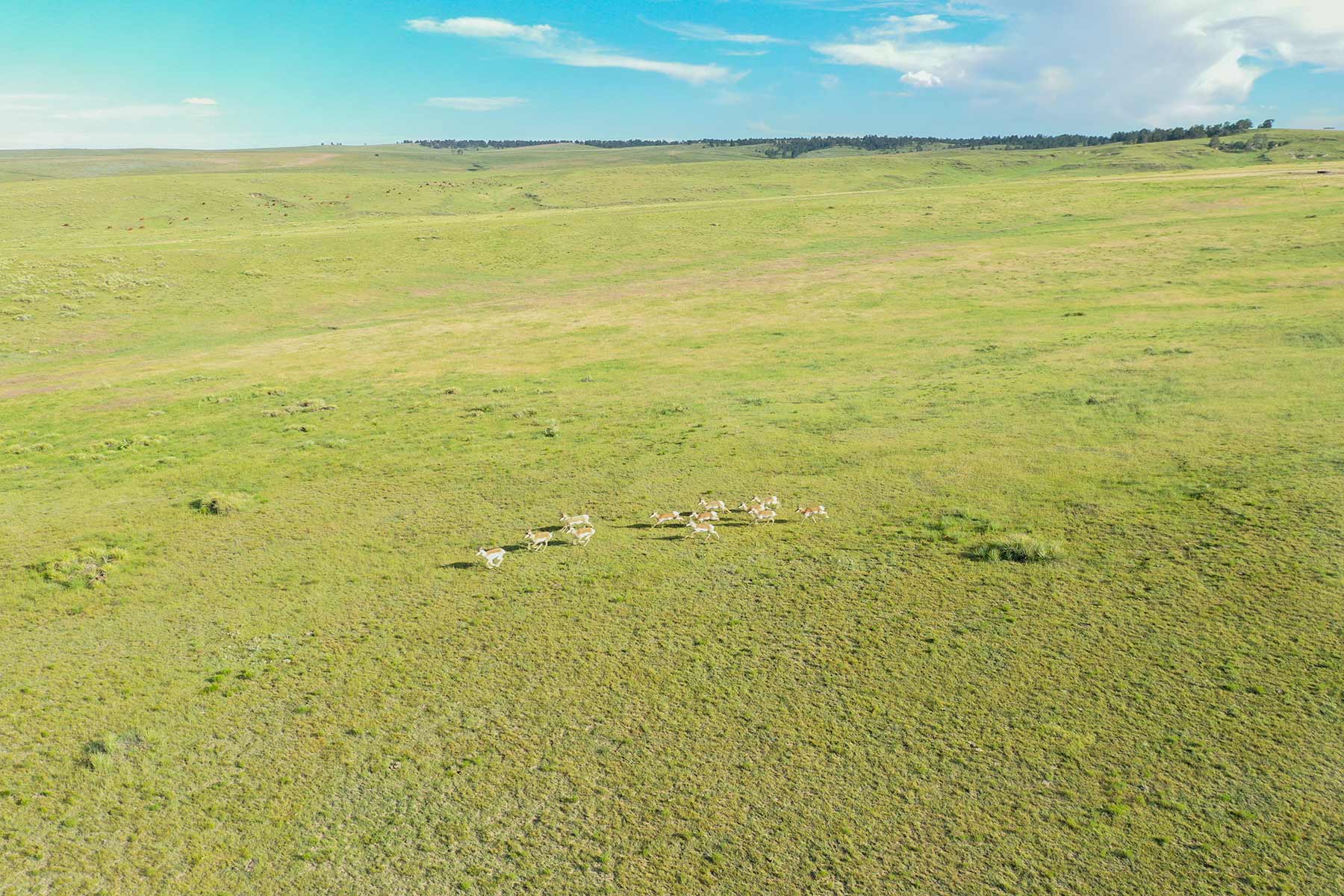 South Comanche Ranch property picture 19 of 220