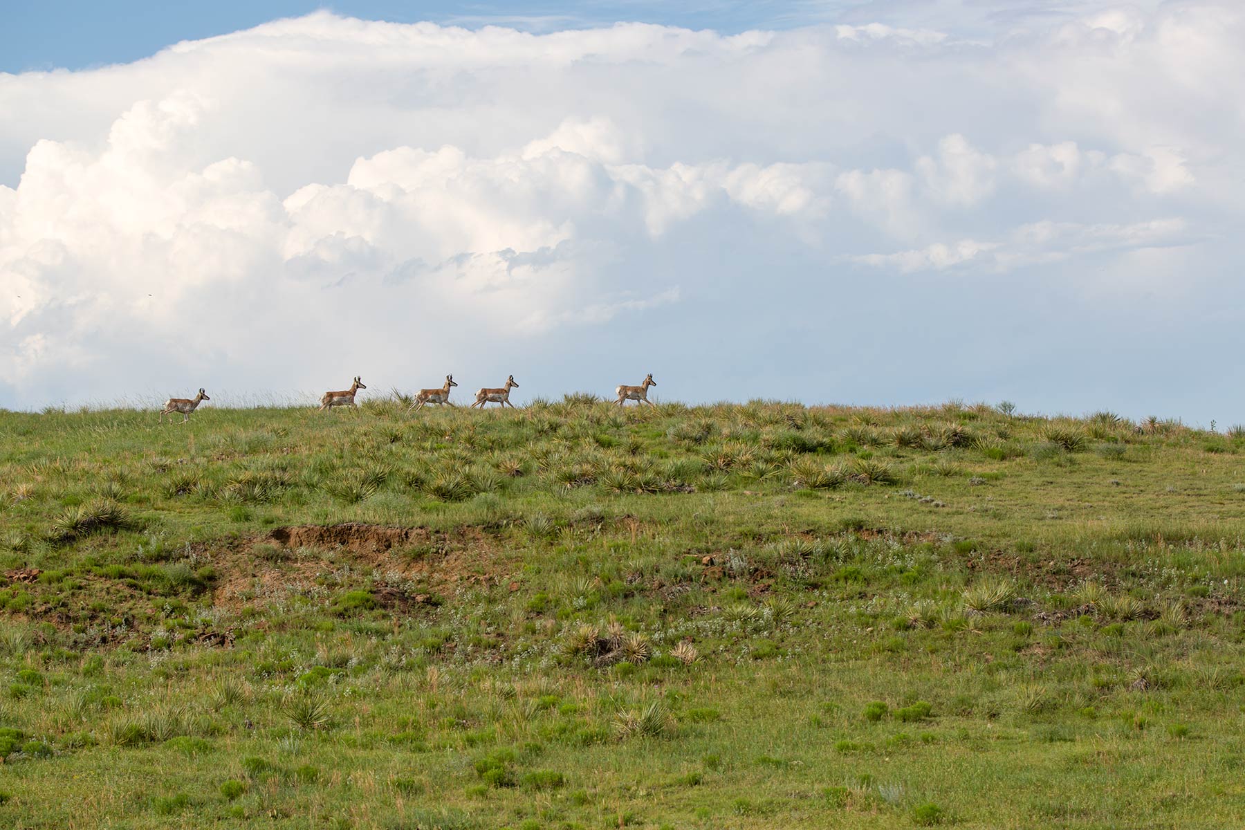 South Comanche Ranch property picture 42 of 220