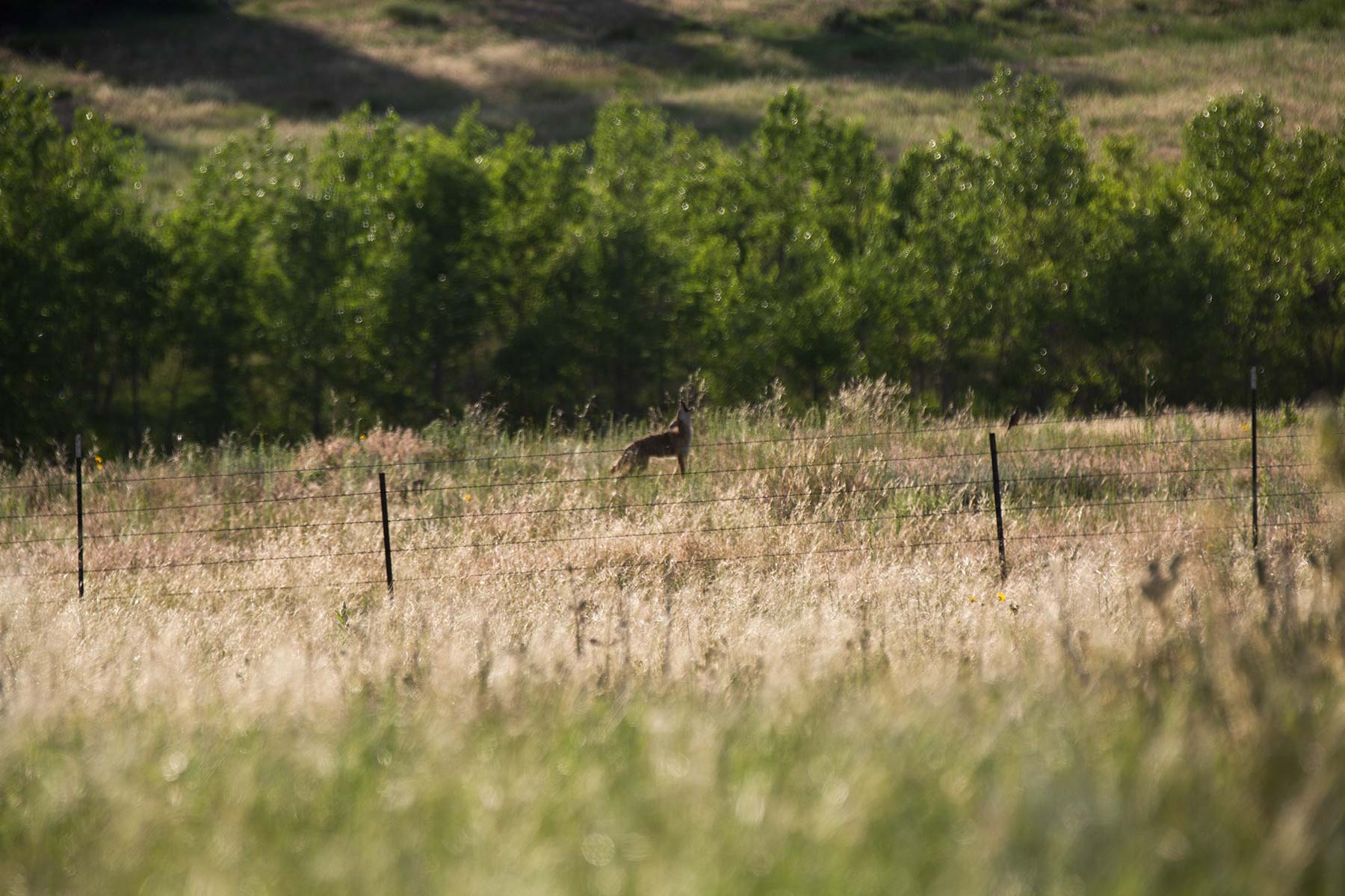 South Comanche Ranch property picture 86 of 220