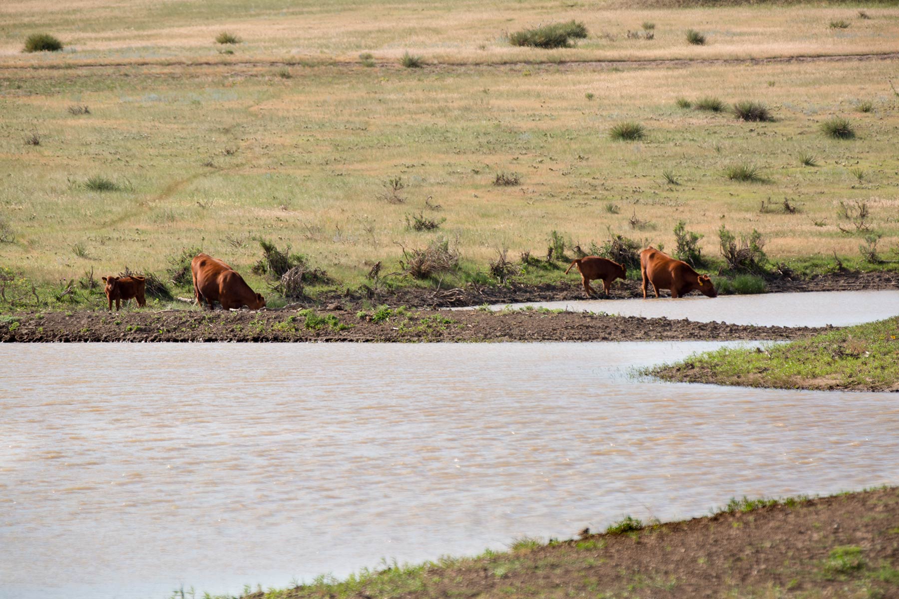 South Comanche Ranch property picture 159 of 220