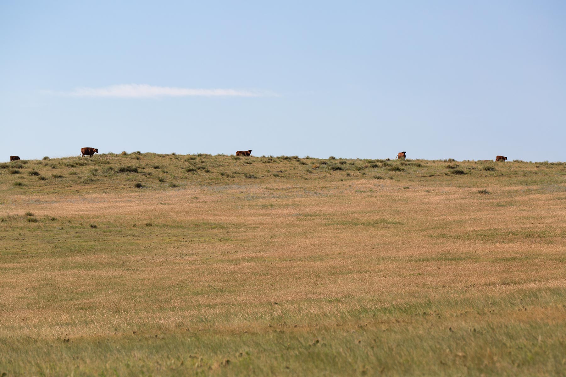 South Comanche Ranch property picture 151 of 220