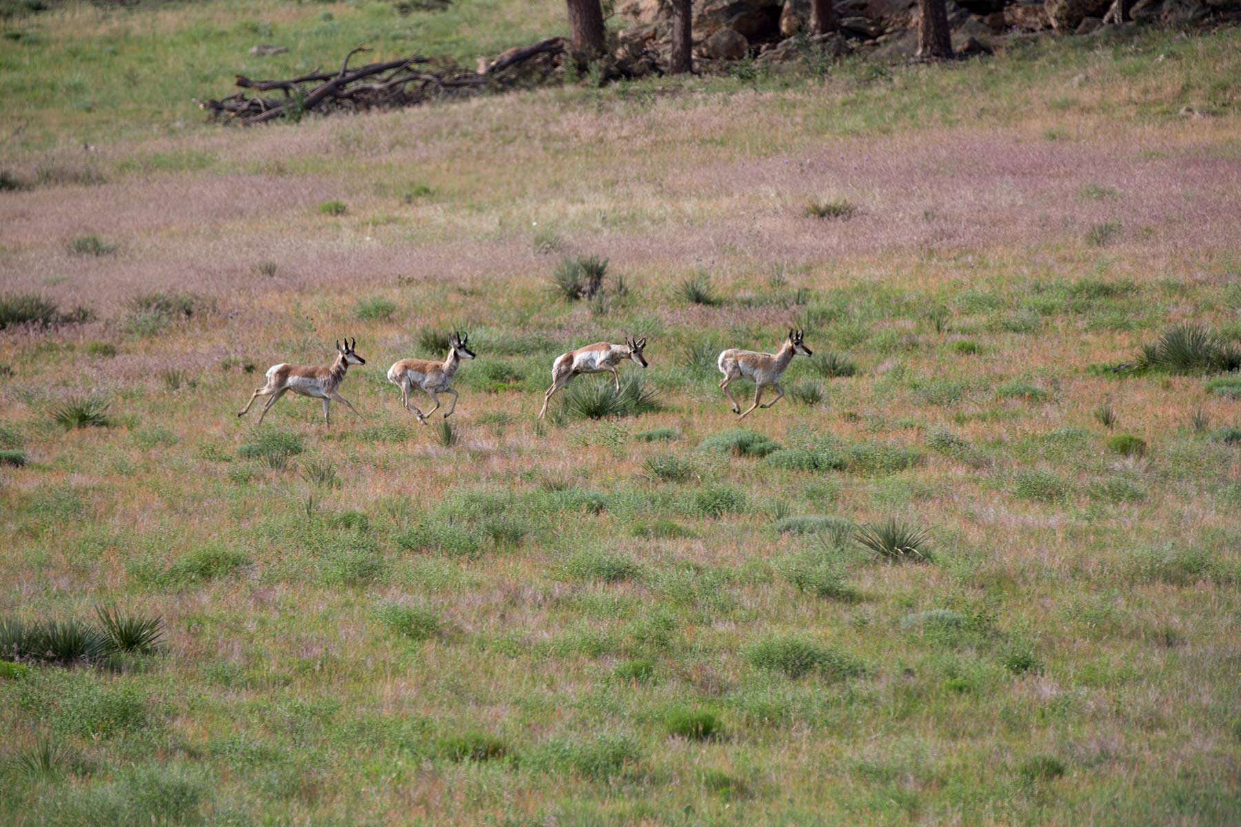 South Comanche Ranch property picture 39 of 220