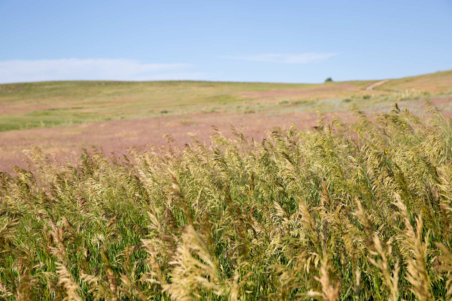 South Comanche Ranch property picture 65 of 220