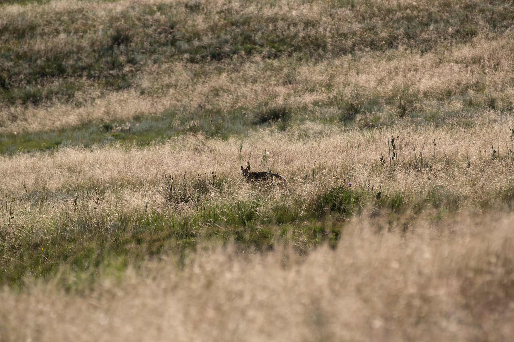 South Comanche Ranch property picture 85 of 220