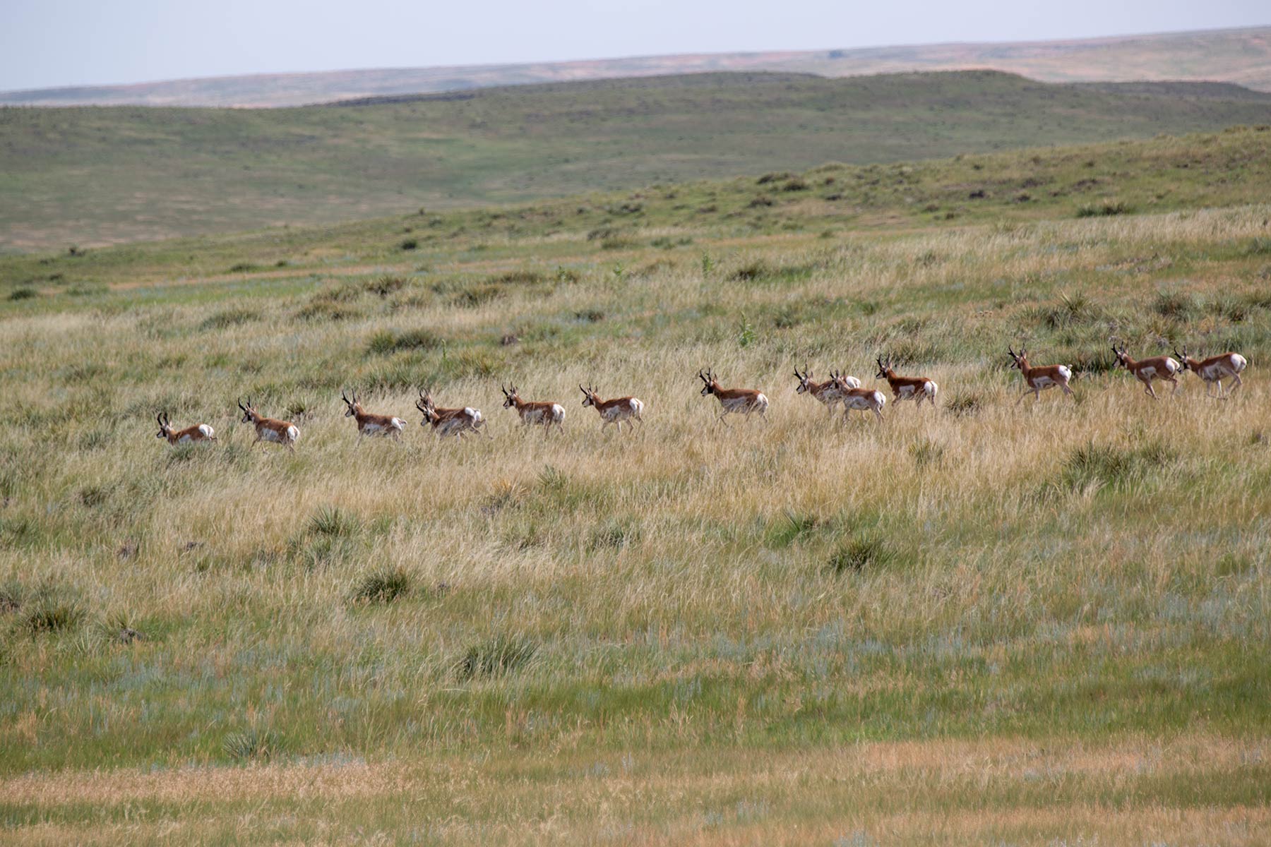 South Comanche Ranch property picture 178 of 220