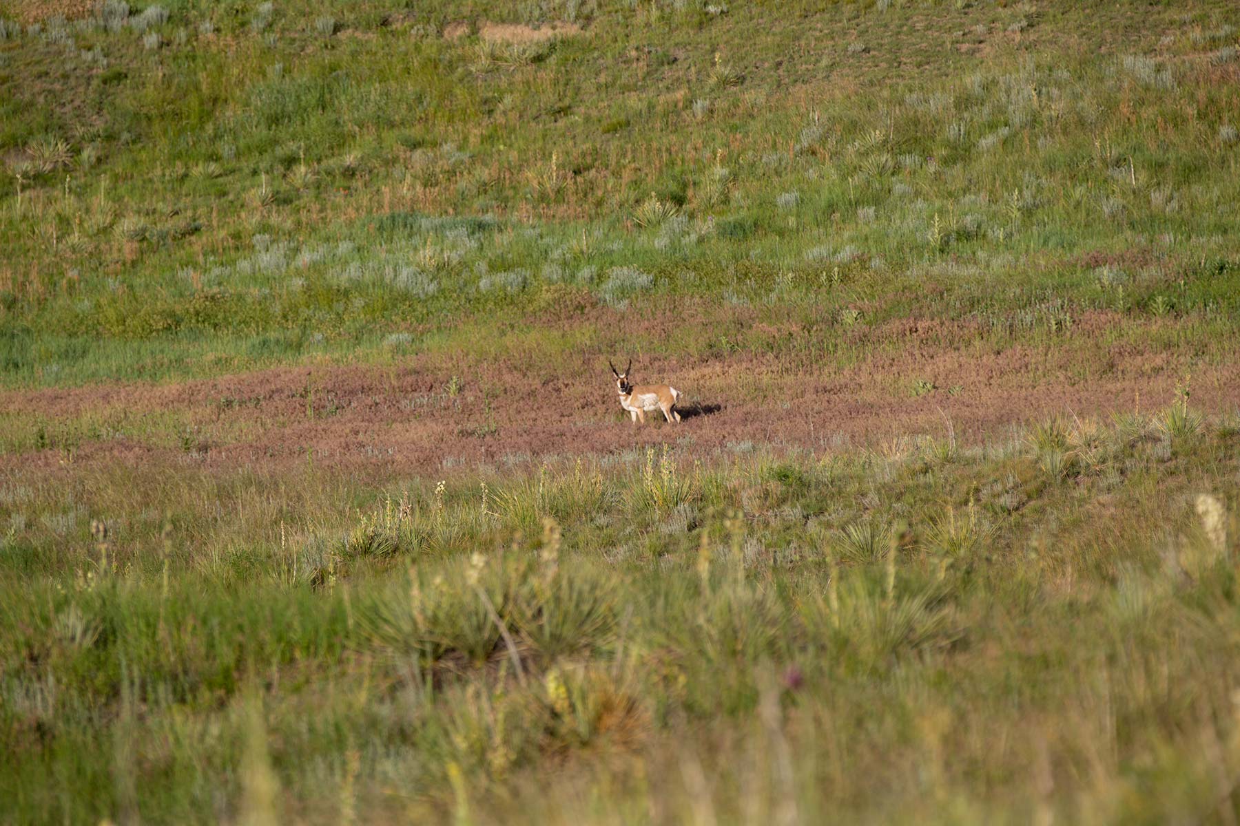 South Comanche Ranch property picture 84 of 220