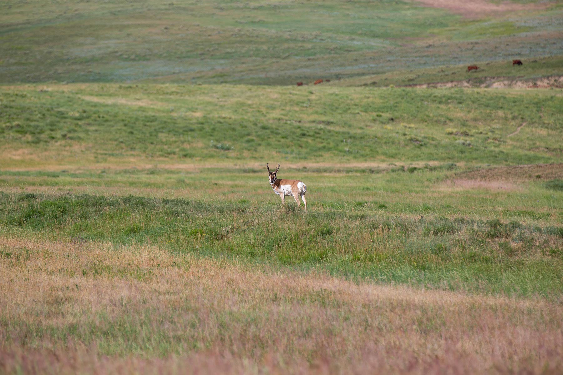 South Comanche Ranch property picture 37 of 220