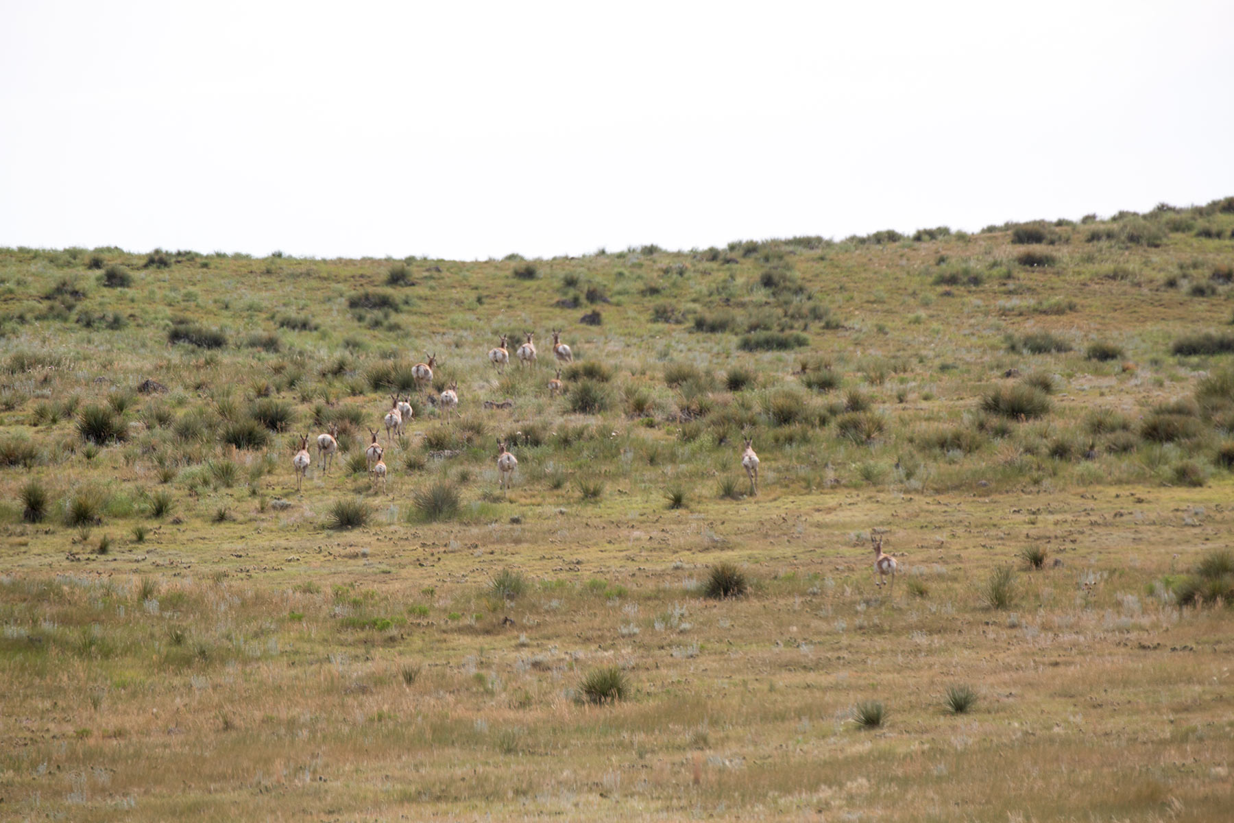 South Comanche Ranch property picture 176 of 220