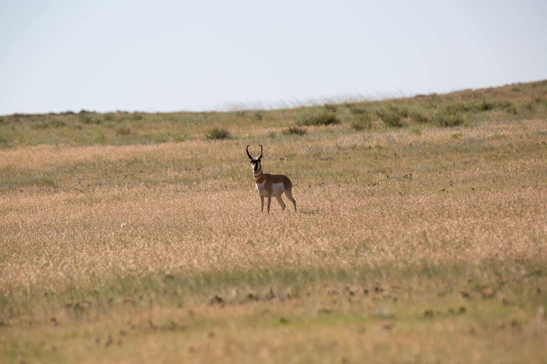 South Comanche Ranch property picture 154 of 220